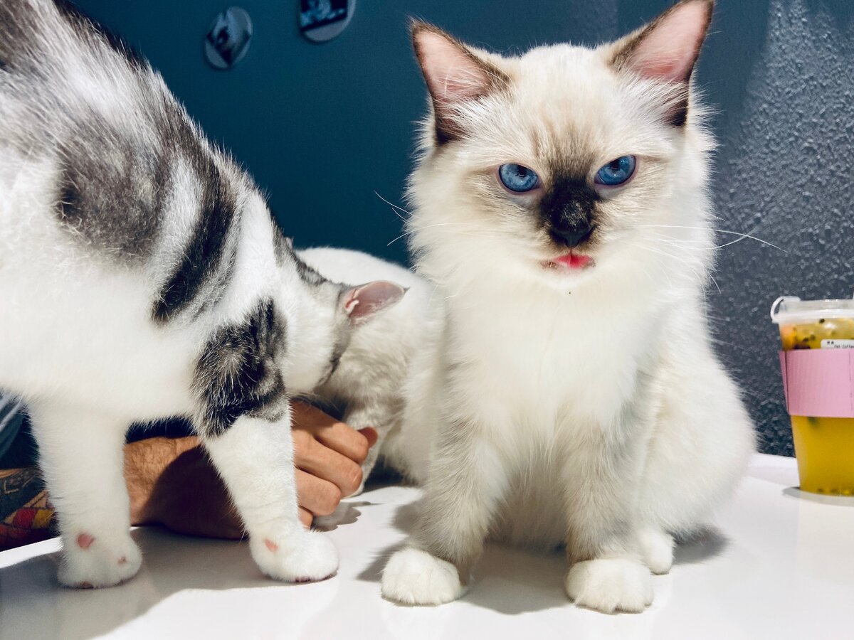 Вы можете приобрести кошачью вкусняшку и покормить любого котика. 