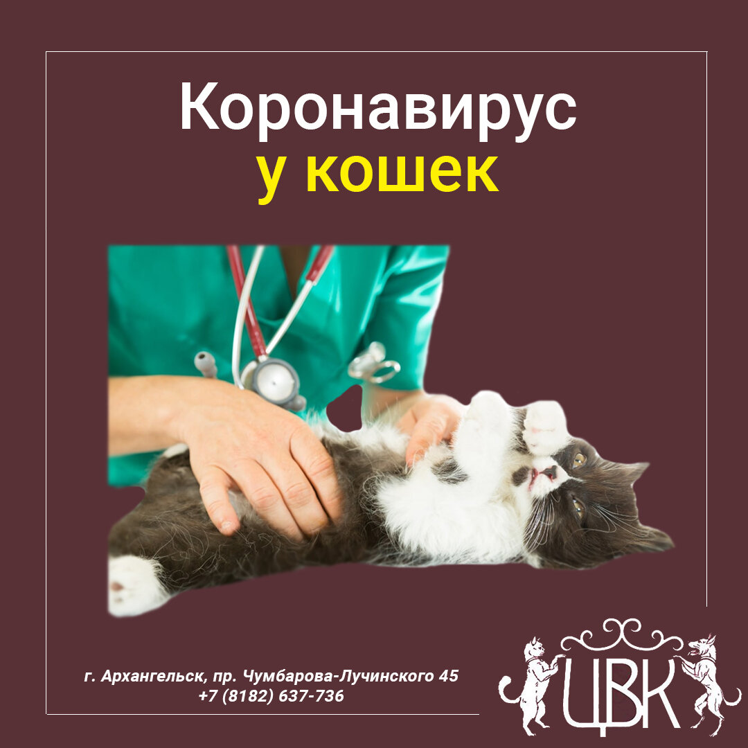 Коронавирус у кошек
