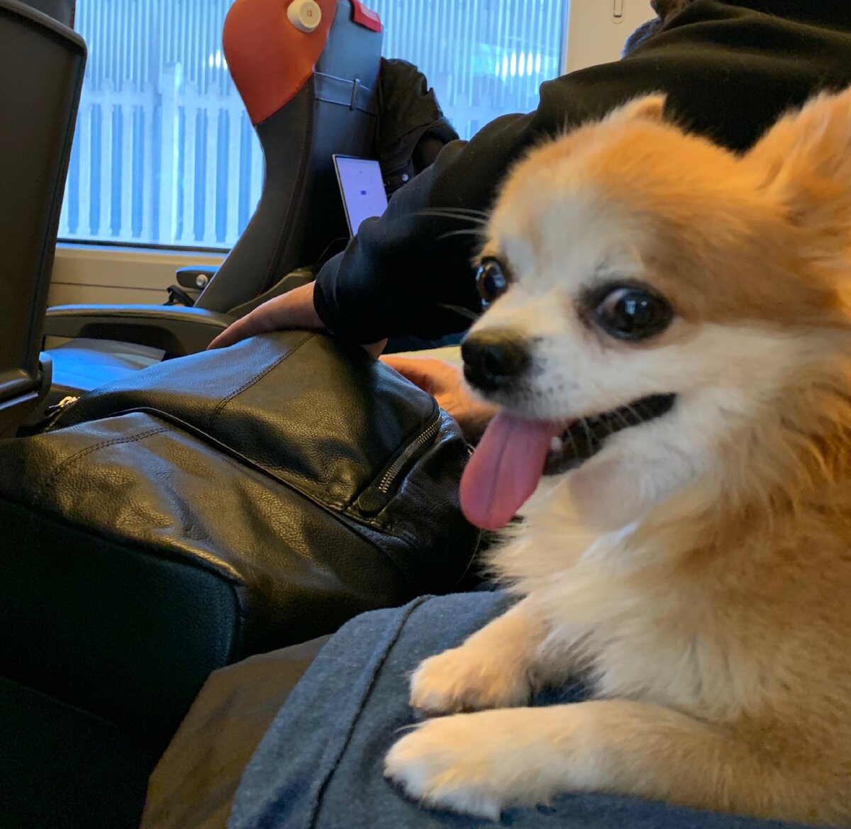 С четвероногими друзьями в поезде тоже можно путешествовать))