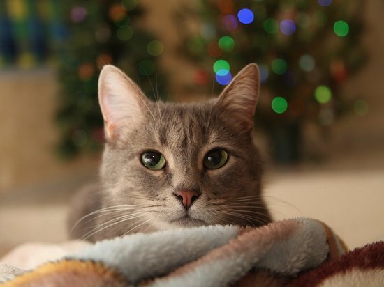 Фото: pixabay.com 