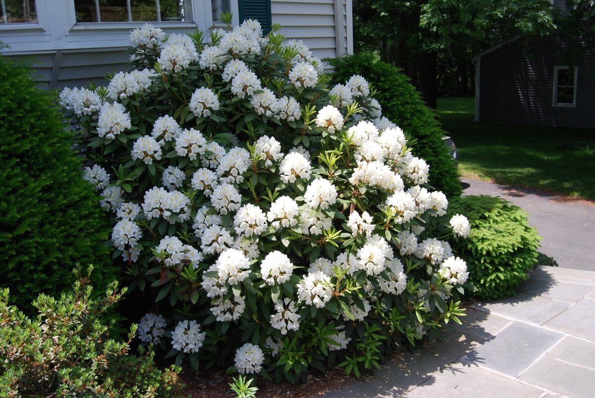 Рододендрон Нова Зембла - Rhododendron Nova Zembla