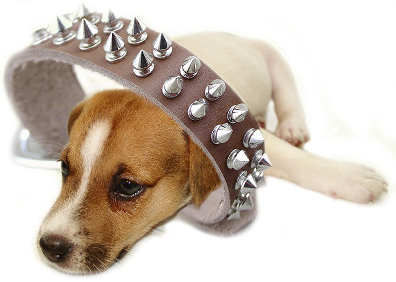 Ошейник должен быть по размеру
