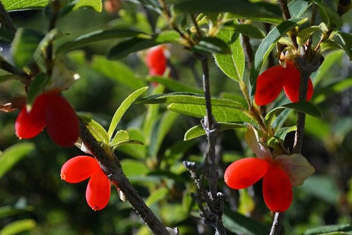 Чаще всего съедобные ягоды продолговатой формы, но этот признак - условный!