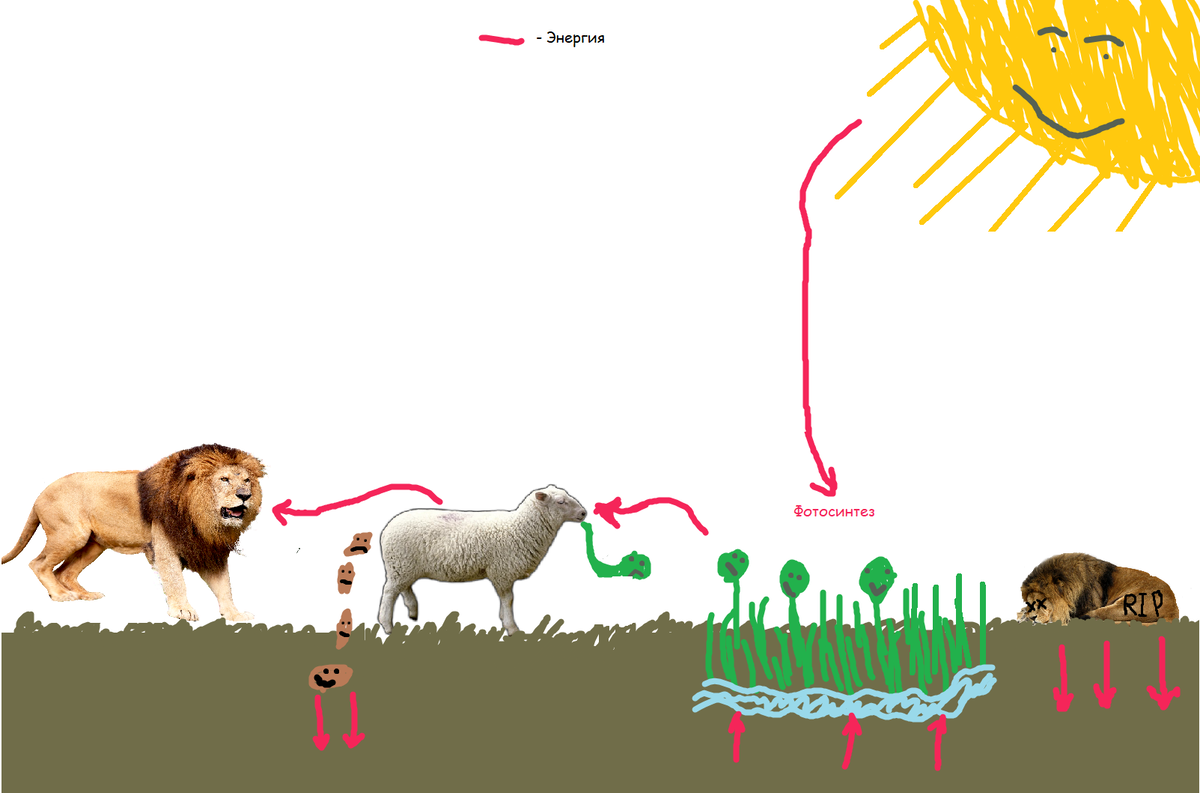 Схема круговорота углерода и фосфора. Круговорот 2021. Схема биологического цикла азота. Круговорот 2021. Интеллектуальная миграция.