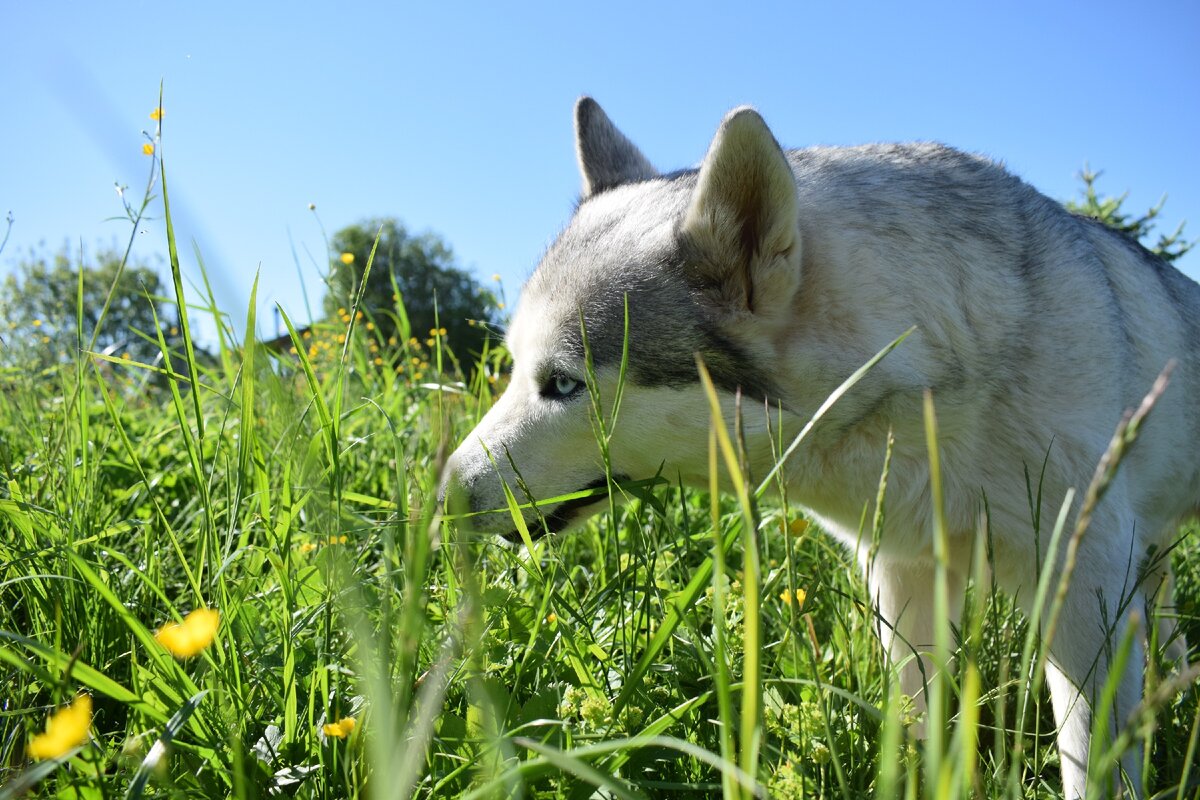 Почему собака ест траву на улице. Хищник ест траву. Собака ест траву. Хищные животные едят траву. Травоядная собака.