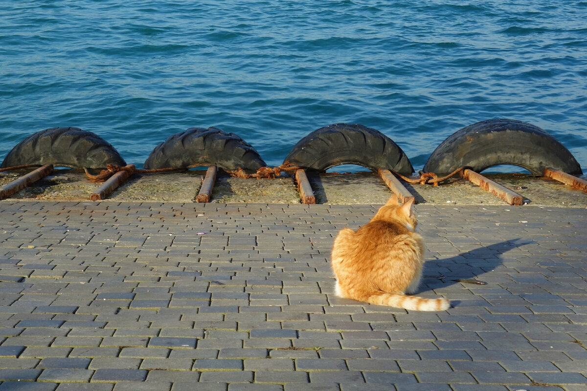 Котик на набережной Стамбула