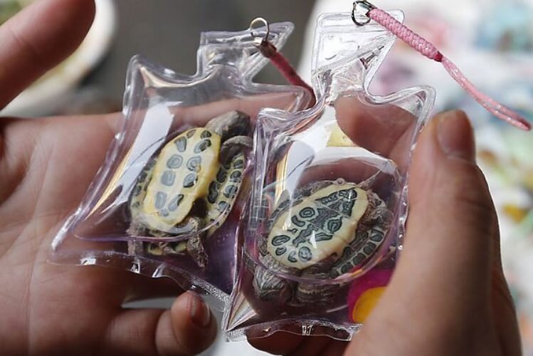 Яндекс картинки 