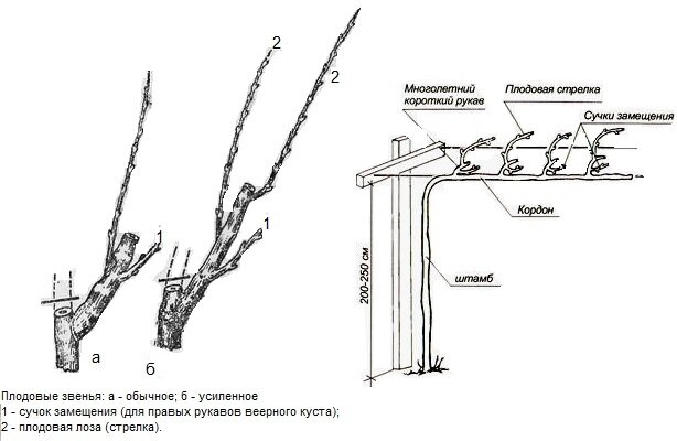 Схема виноградной лозы