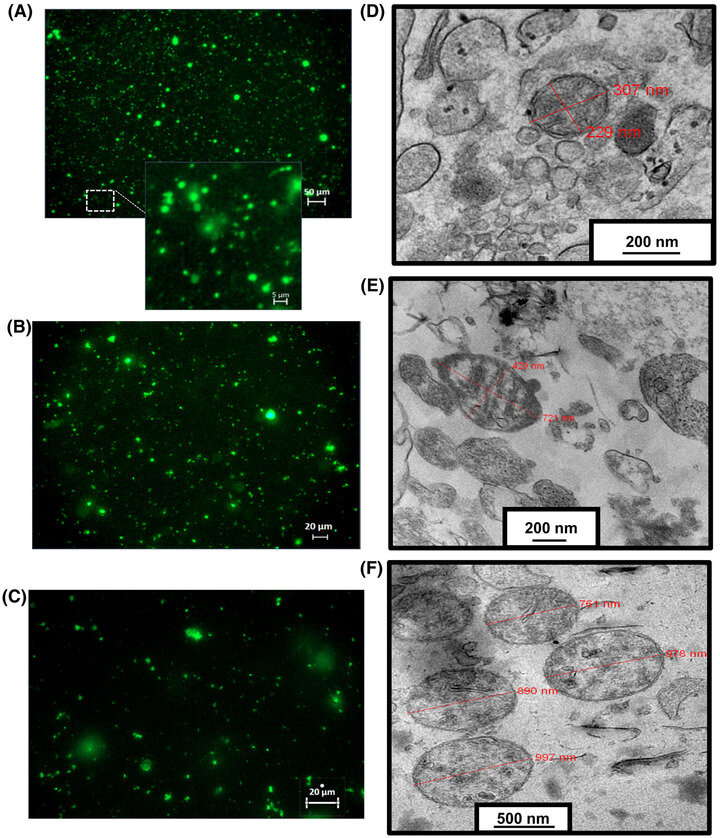 Фото - FASEB Journal