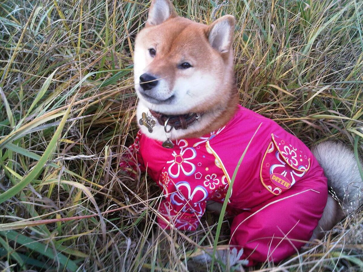 В такой одёжке не разбежишься...