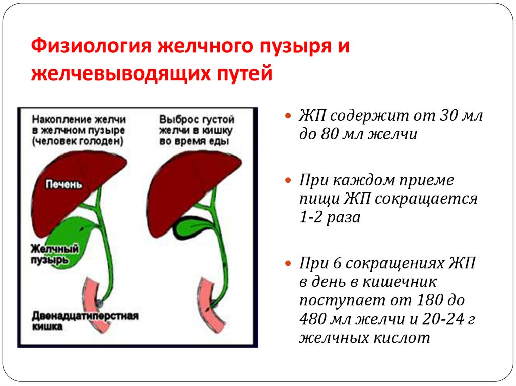 Принцип работы желчного пузыря в организме человека. Желчный пузырь вырабатывает желчь. Желчный пузырь сокращается. Сокращённый желчный пузырь.