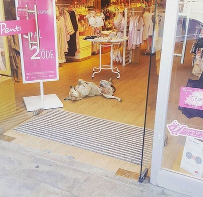 Собаки в Стамбуле