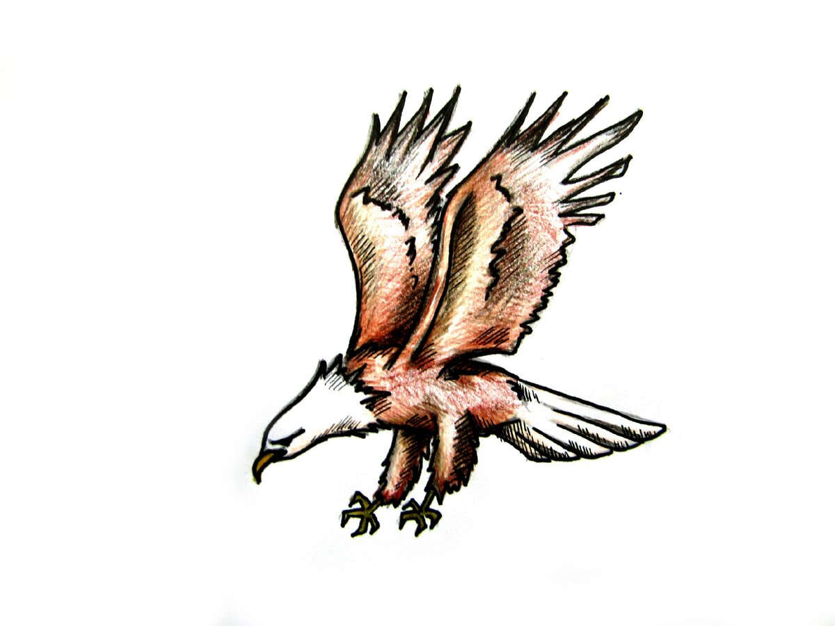 Орел в полете рисунок карандашом цветной