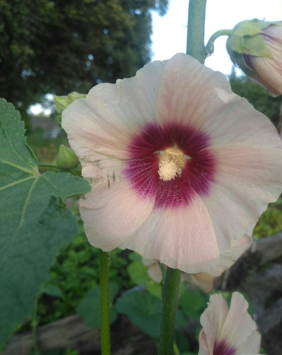 Шток-роза ли мальва щетинистая - родственница мальвы лесной