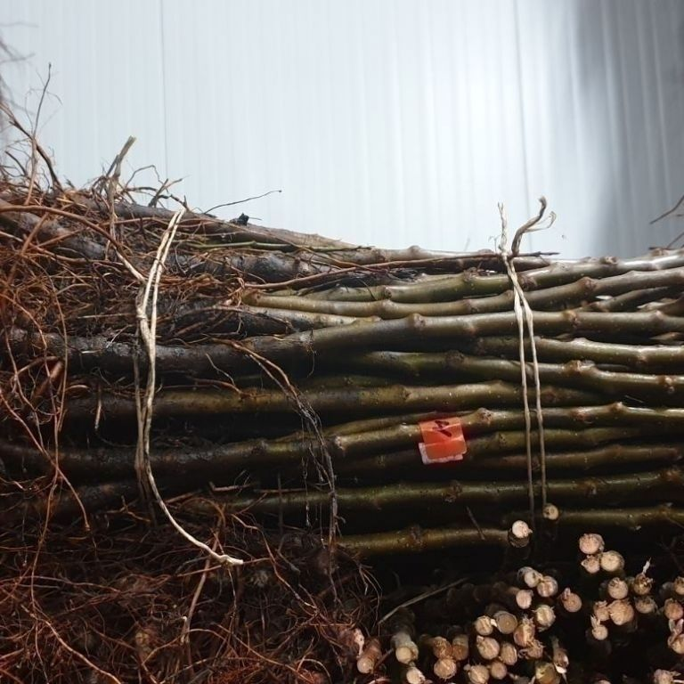 Так выглядят подвои. Фото взято из интернета.