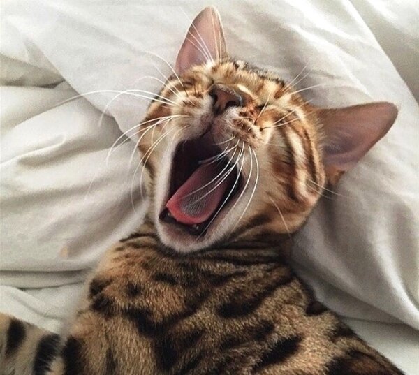 Источник фото: cute.maxtree.me