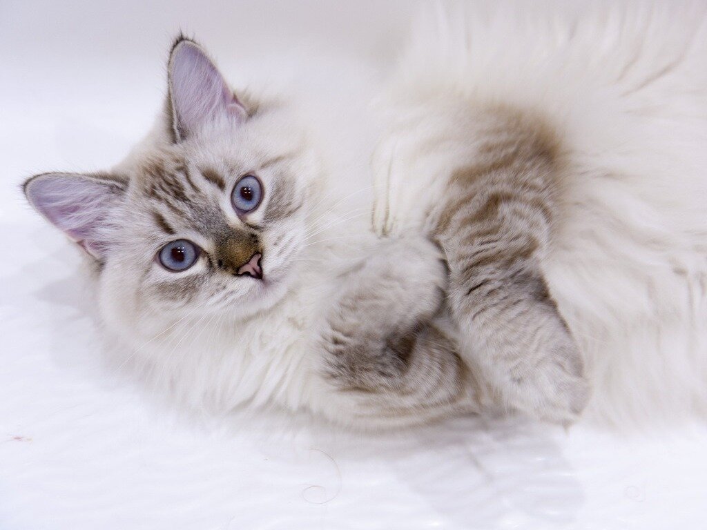 Кот породы Невская маскарадная. Источник - Яндекс картинки