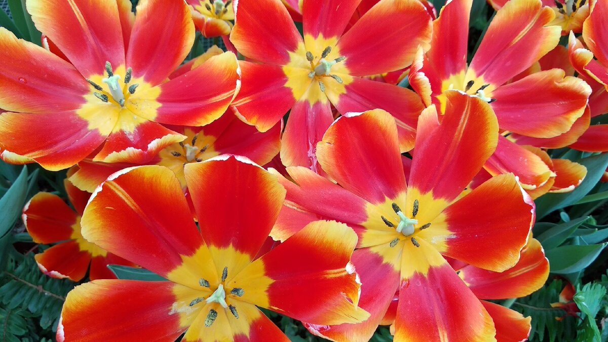 Тюльпаны с полностью раскрывшимися бутонами. Выглядят эффектно.