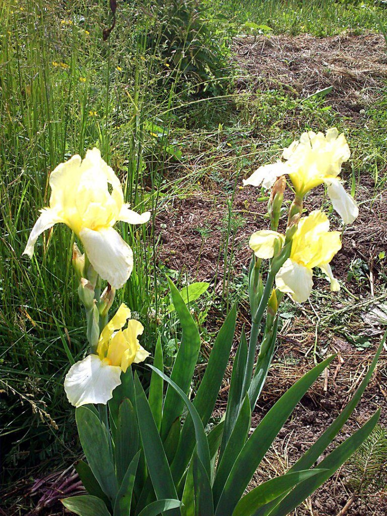 Иридодиктиум ирис подснежник. Как сохранить ирисы до весны. Ирис голландский перпл. Иридодиктиум карликовые ирисы. Ирисы на выгонку.