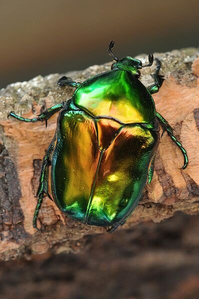 rotaetia aeruginosa