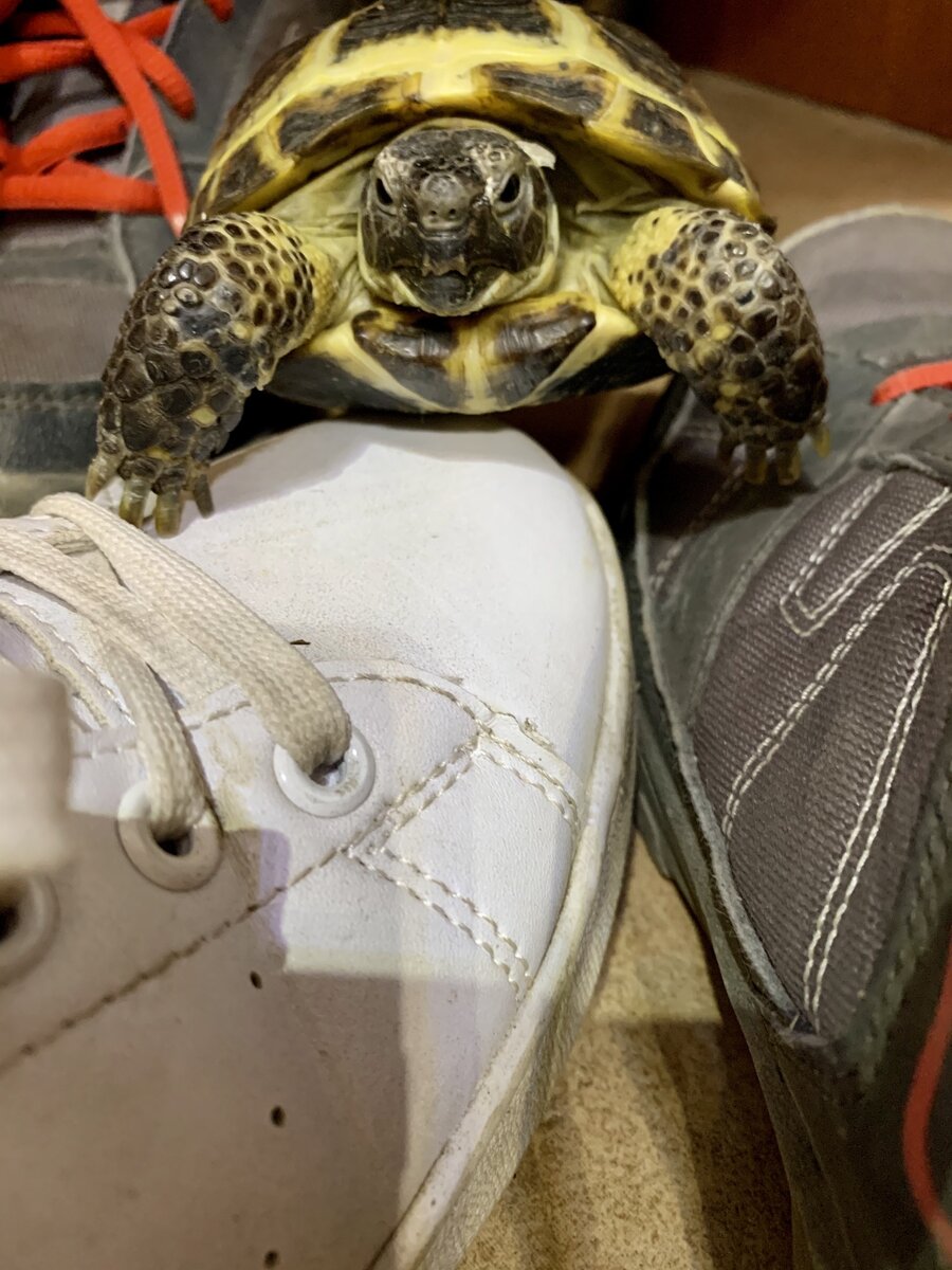 Лучше с черепахой жить. Остров закинтос черепахи. Борнейский батагур. Черепаха красноухая черепаха. Лучше с черепахой жить.