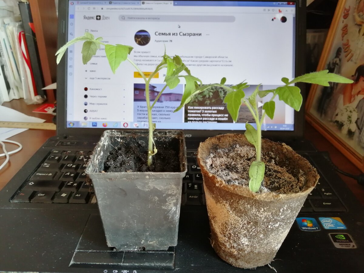 Моя рассада. Скоро высажу в теплицу