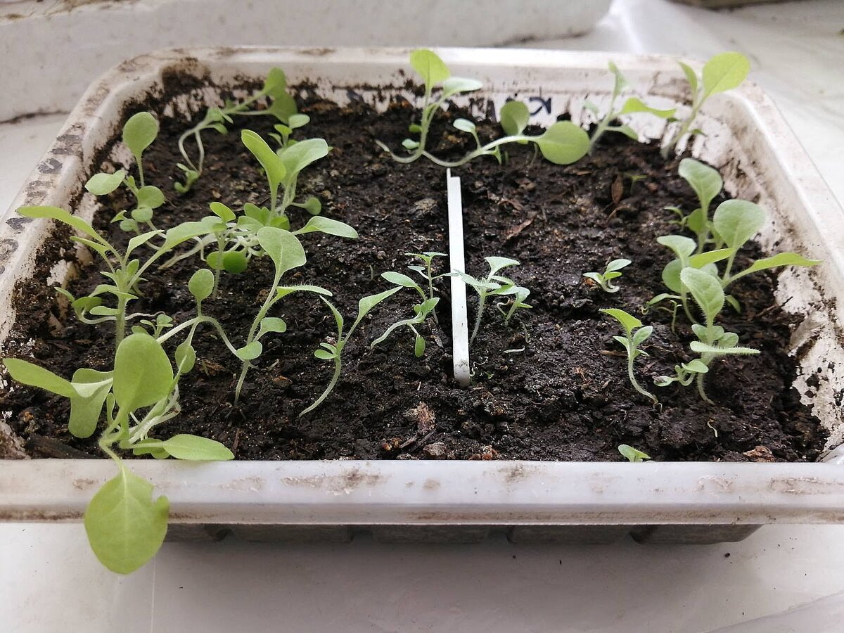 Выращивание табака дома на подоконнике