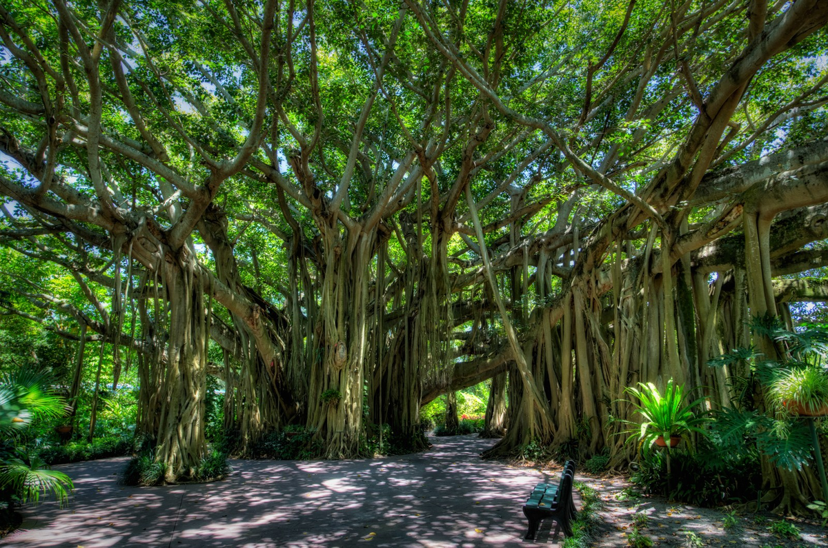 Banyan tree. Великий Баньян Индия. Великий Баньян дерево. Дерево Баньян в Индии. Фикус Великий Баньян.