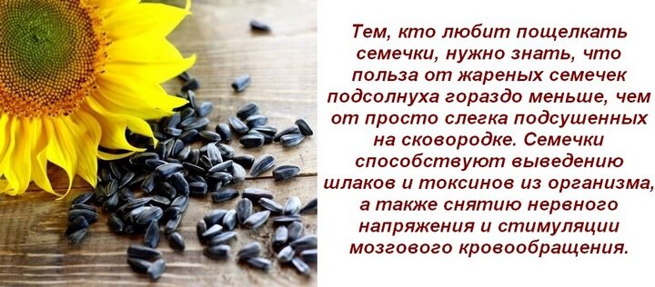 Вред подсолнечника. Польза и вред семечек. Польза семян подсолнечника. Семечки подсолнуха польза. Чем полезны семечки подсолнуха.