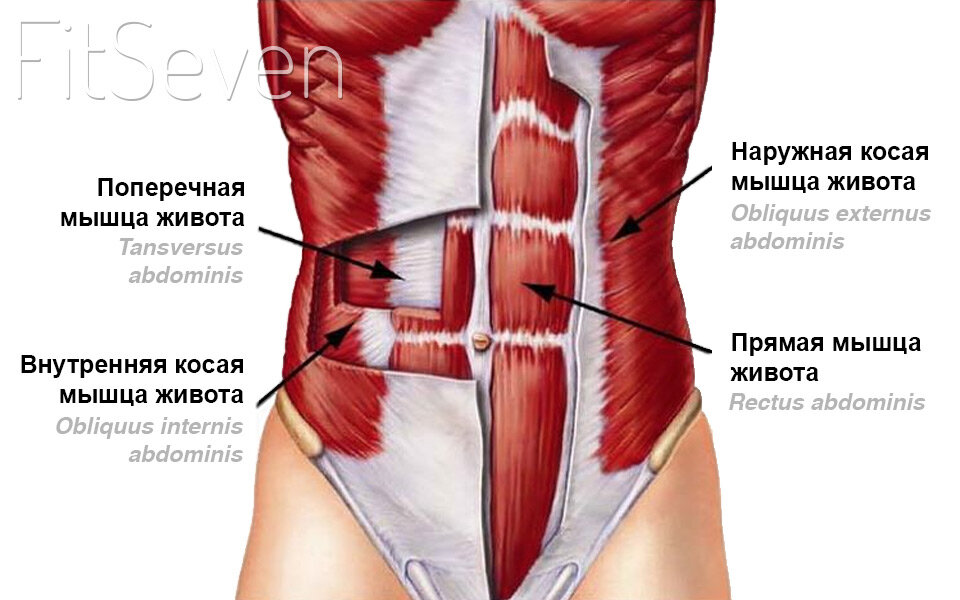Женский пресс строение