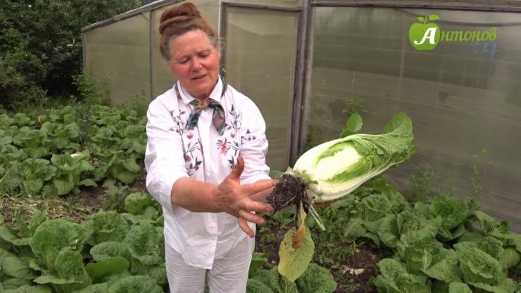 Рассада пекинской капусты. Пекинская капуста зацвела. Когда завязывать пекинскую капусту. Когда завязывать пекинскую капусту. Рассада пекинской капусты.