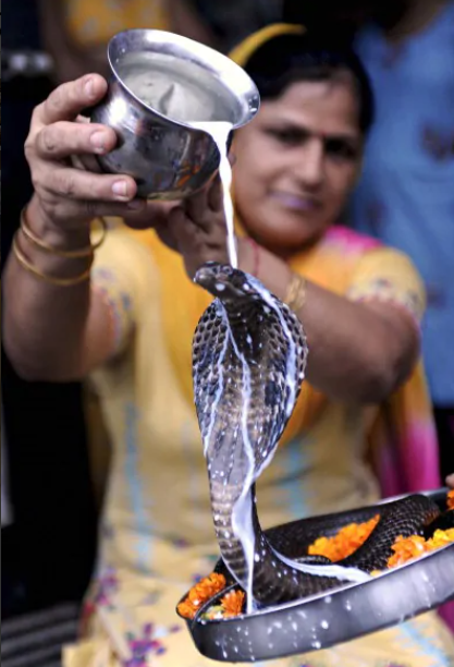 Кобру поливают молоком и медом во время праздника Наг Панчами, когда индийцы поклоняются живым змеям