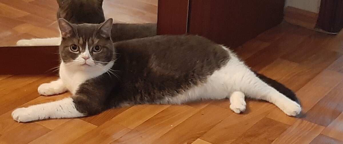 Вот такой красивый и очень пугливый( фото из прежнего дома)