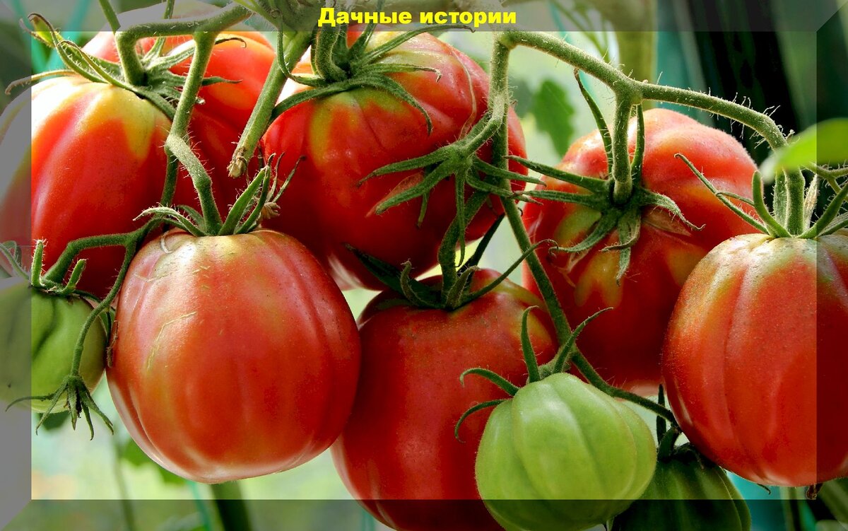 https://vk.com/photo-159774511_457243995