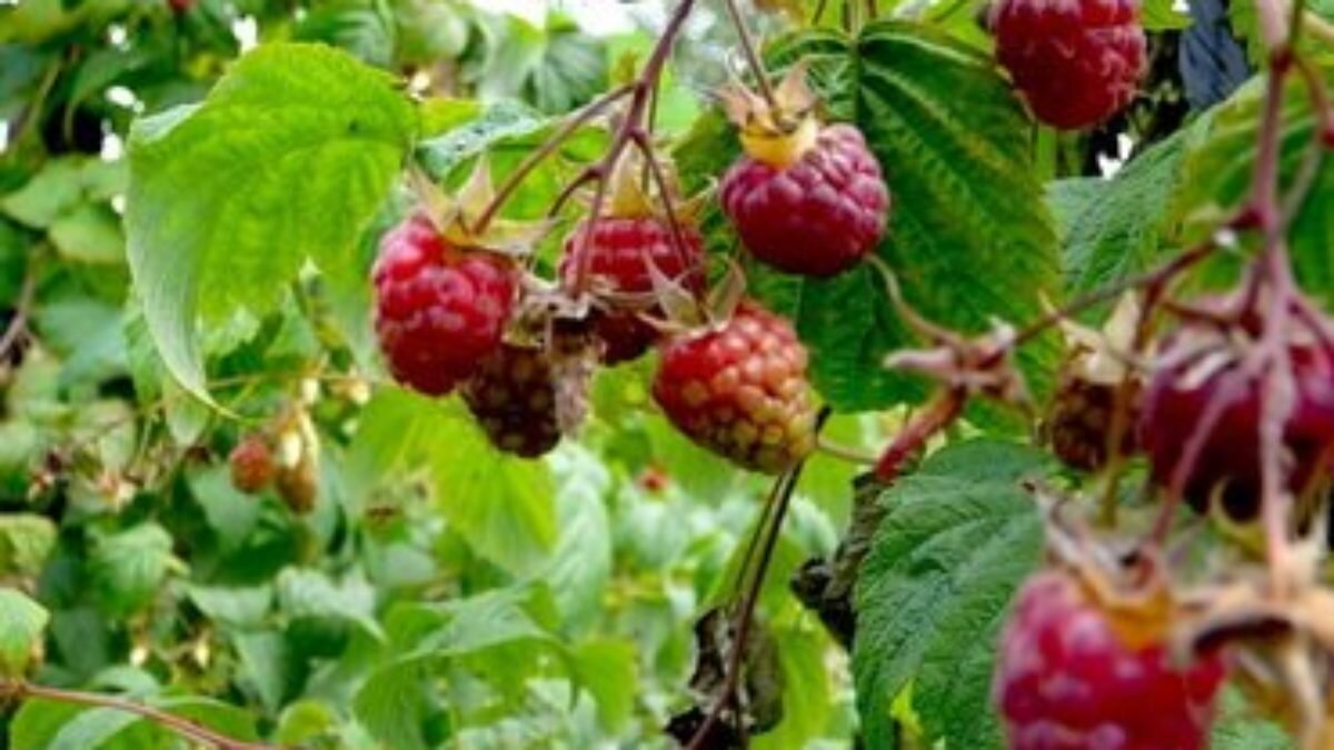 https://babushkinadacha.ru/wp-content/uploads/2013/05/2910w-47-1200x675.jpg