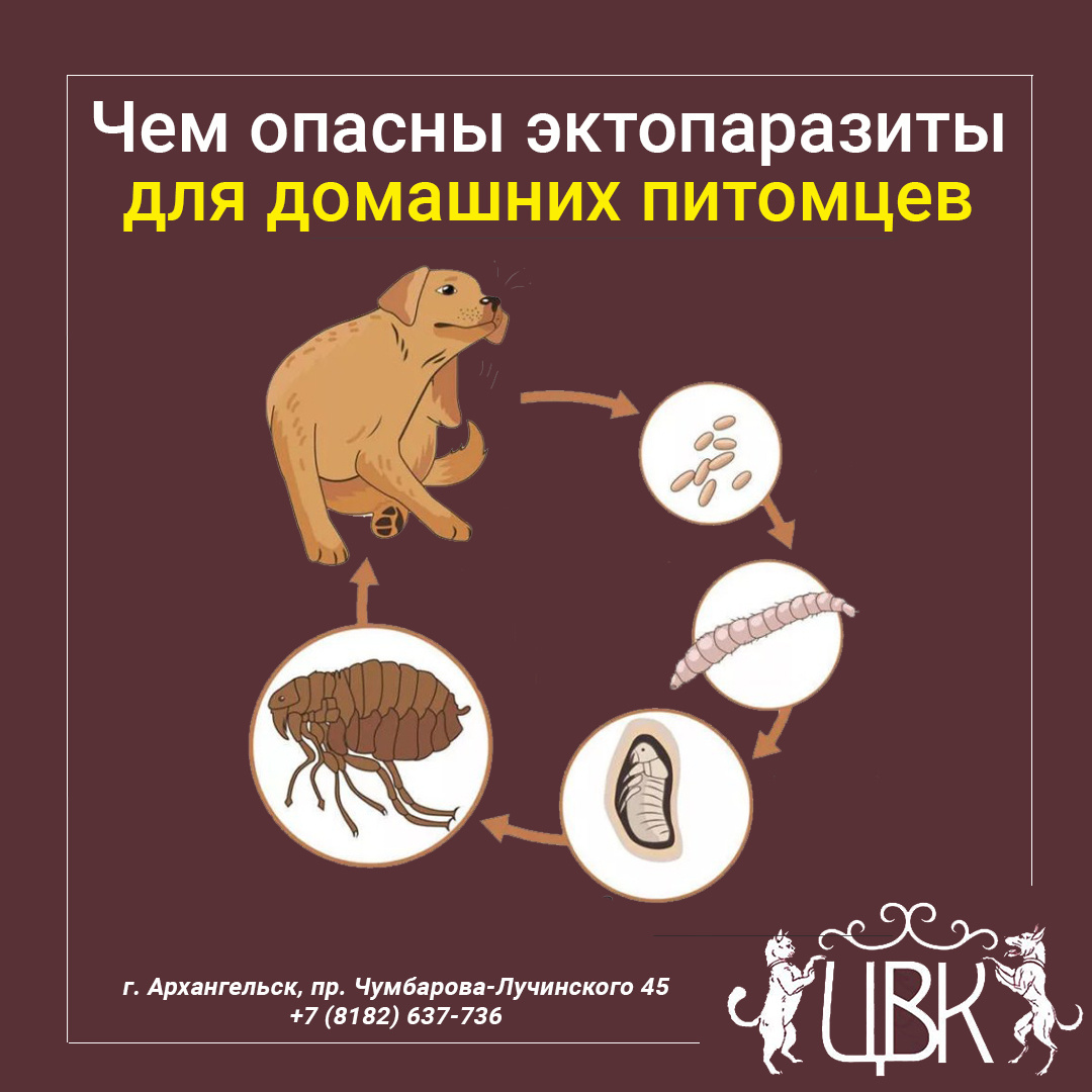 Чем опасны эктопаразиты для домашних питомцев