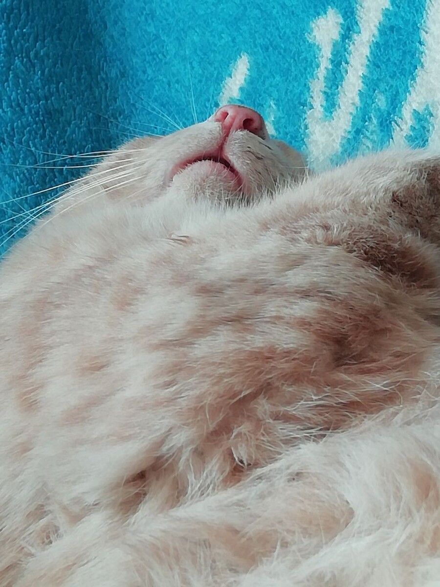 Вот так спит мой кот.