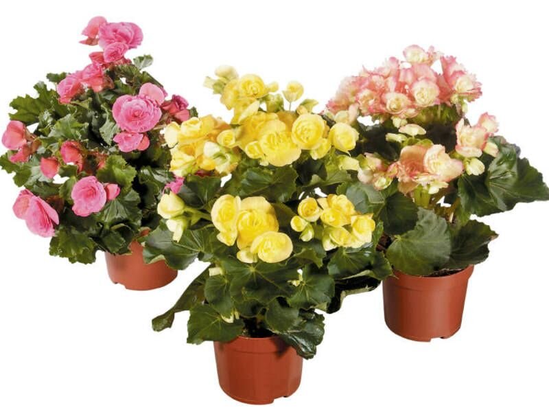 Цветы в интерьере гостиной - 10 популярных растений для озеленения гостиной