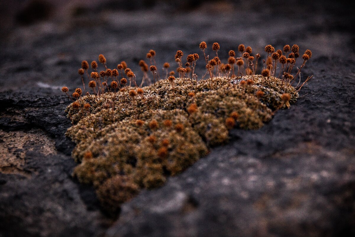 плесень захватила весь мир. презентация на тему плесень. плесневые грибы на продуктах. плесень захватила весь мир. грибок на стенах в квартире.