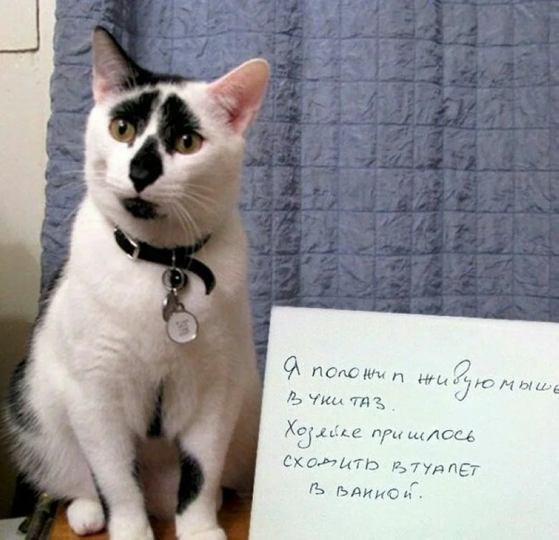 Извиняющийся котик картинка