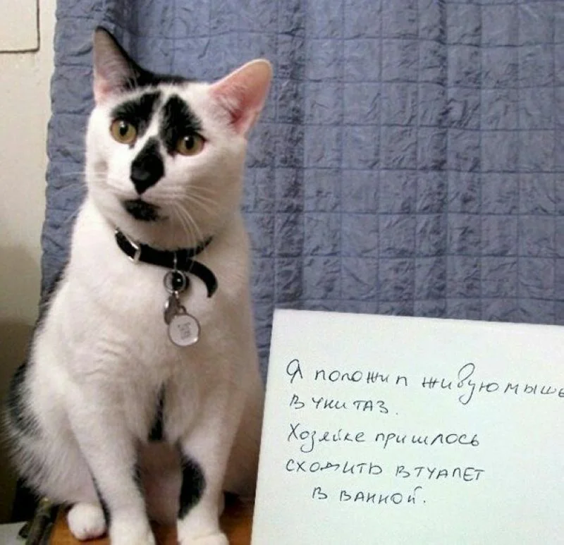 Фото кота который просит