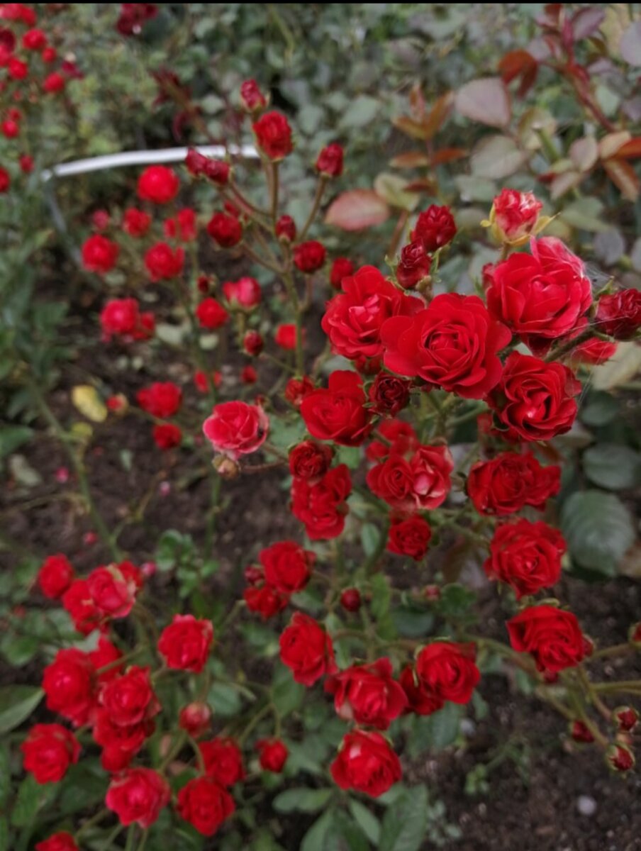 Роза плетистая шраб Decor Arlequin С6