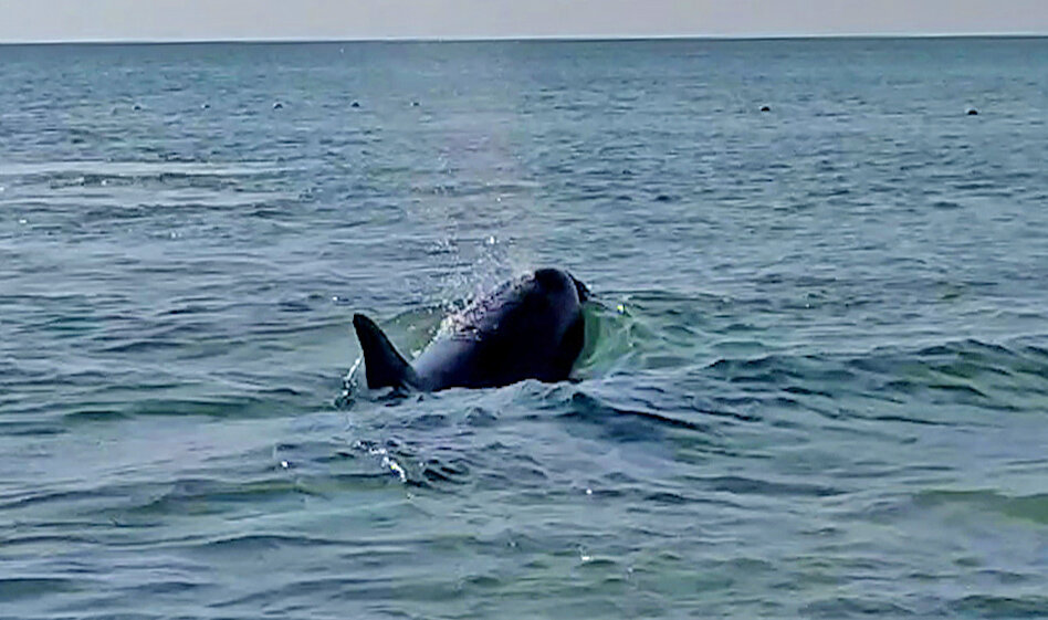 Черноморский дельфин