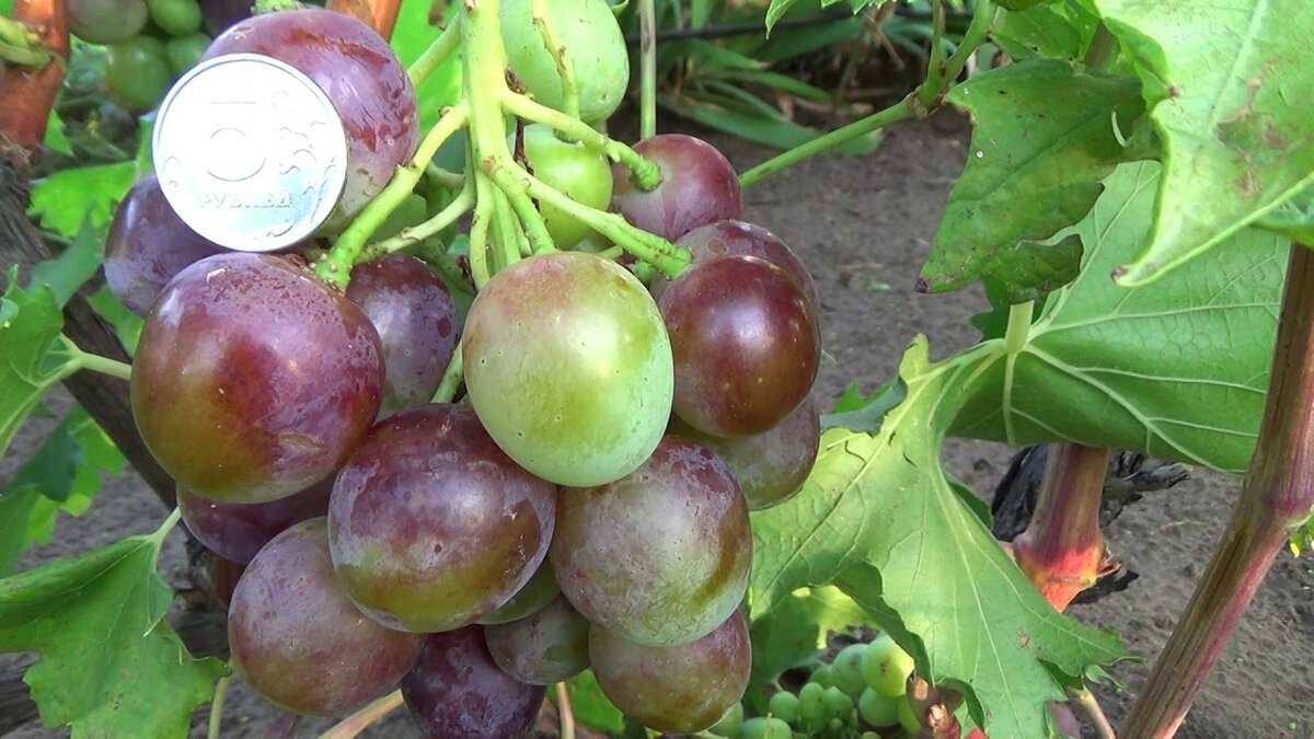 Исполин-обзор винограда селекции моего земляка Гусева С.Э.