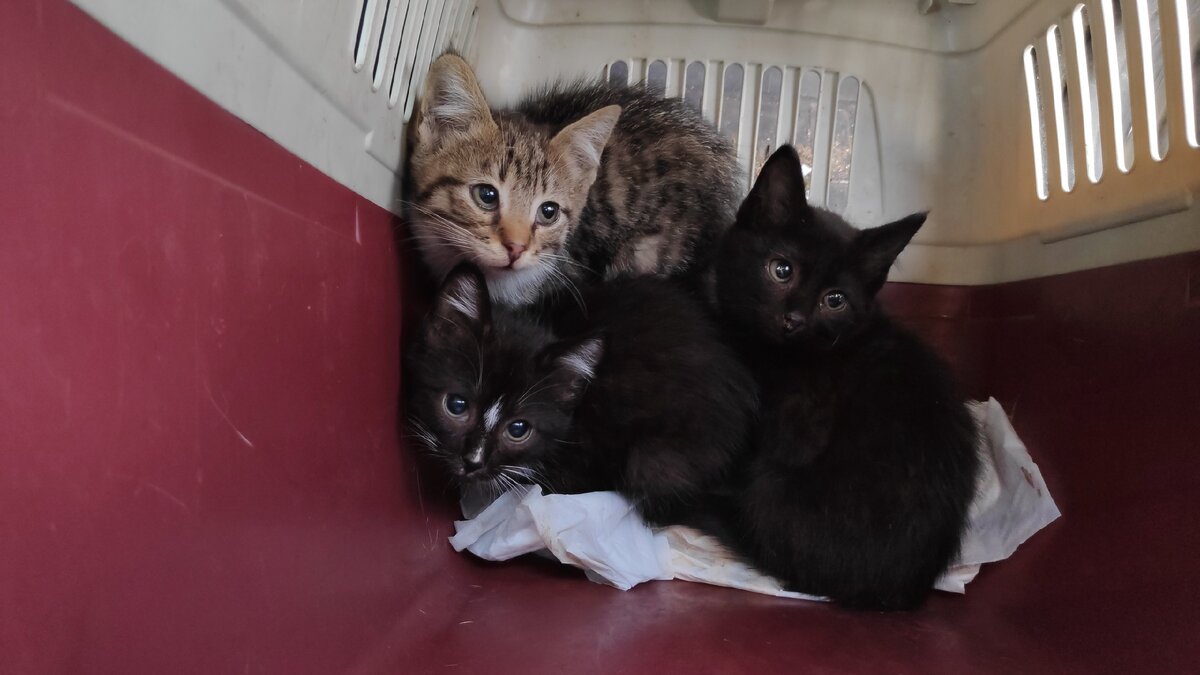 Даже диковатые котята при должном внимании хорошо адаптируются и привыкают к рукам очень быстро