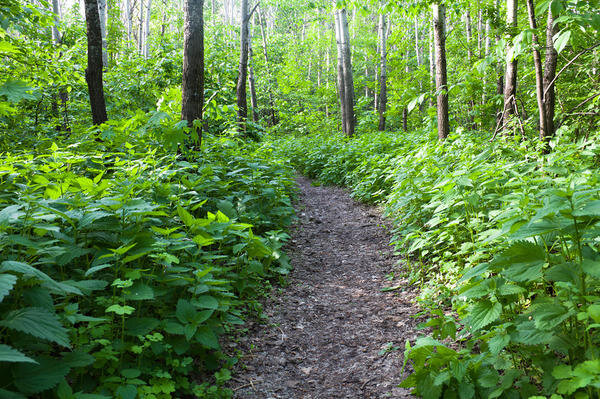 Под дуновением ветра я,стояв у огромных кустарников сочной травы,не заметил летящую со скоростью света на мой чл.. ну вы поняли) адски жгучую крапиву,которая,соприкоснувшись со мной,зарядила мою кожу зудящей энергией,прошедшей через все мое тело 