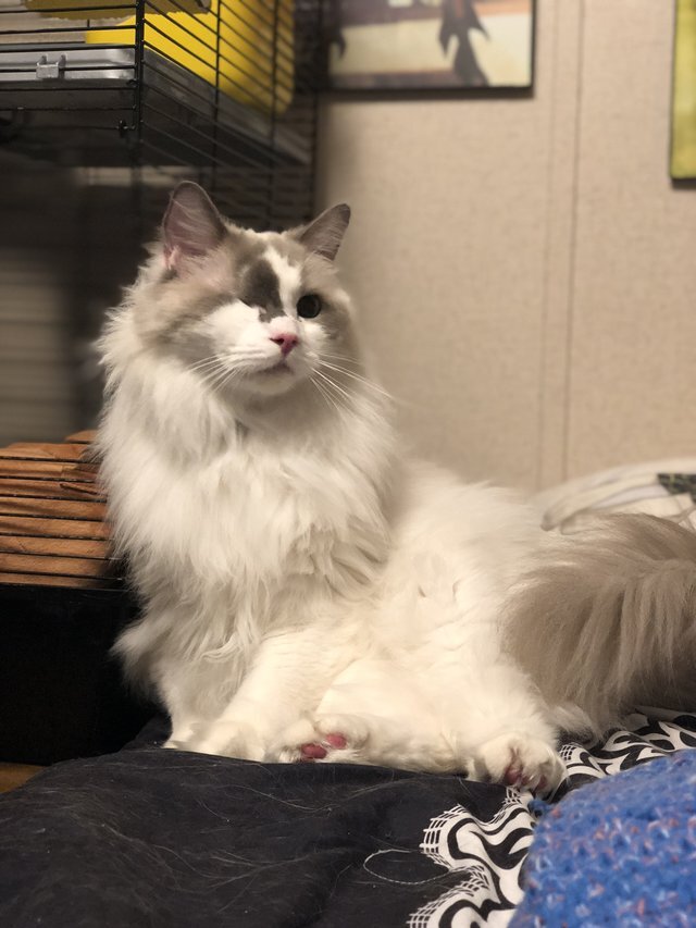 Один. Источник фото: https://koteiki.com/pushistyj-odin-lyubit-aktivno-poznavat-mir-no-dlya-nekotoryh-hozyaev-eto-minus/