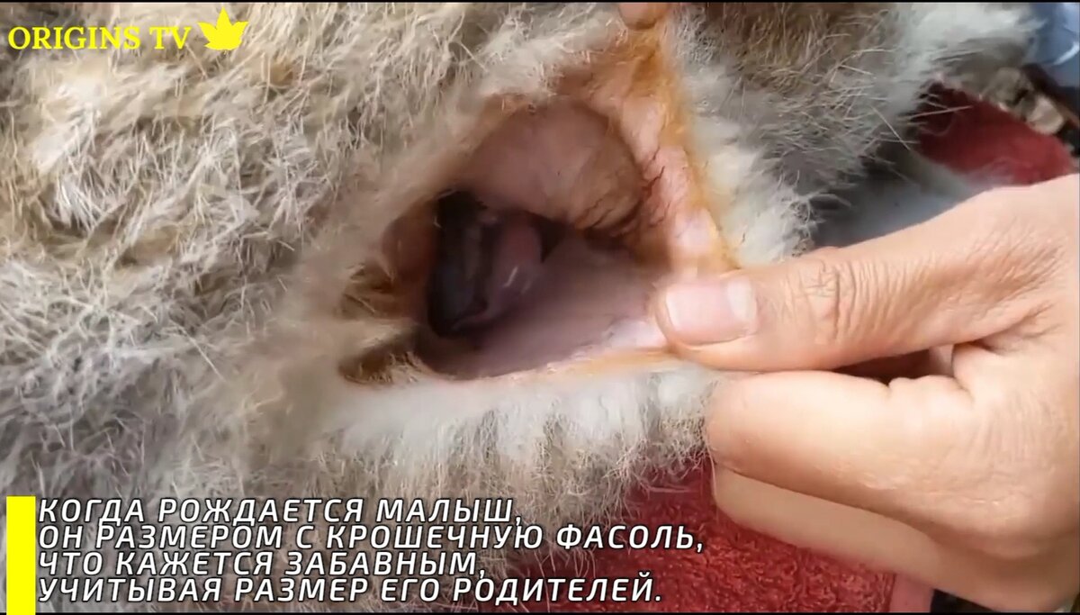 Сумка кенгуру внутри