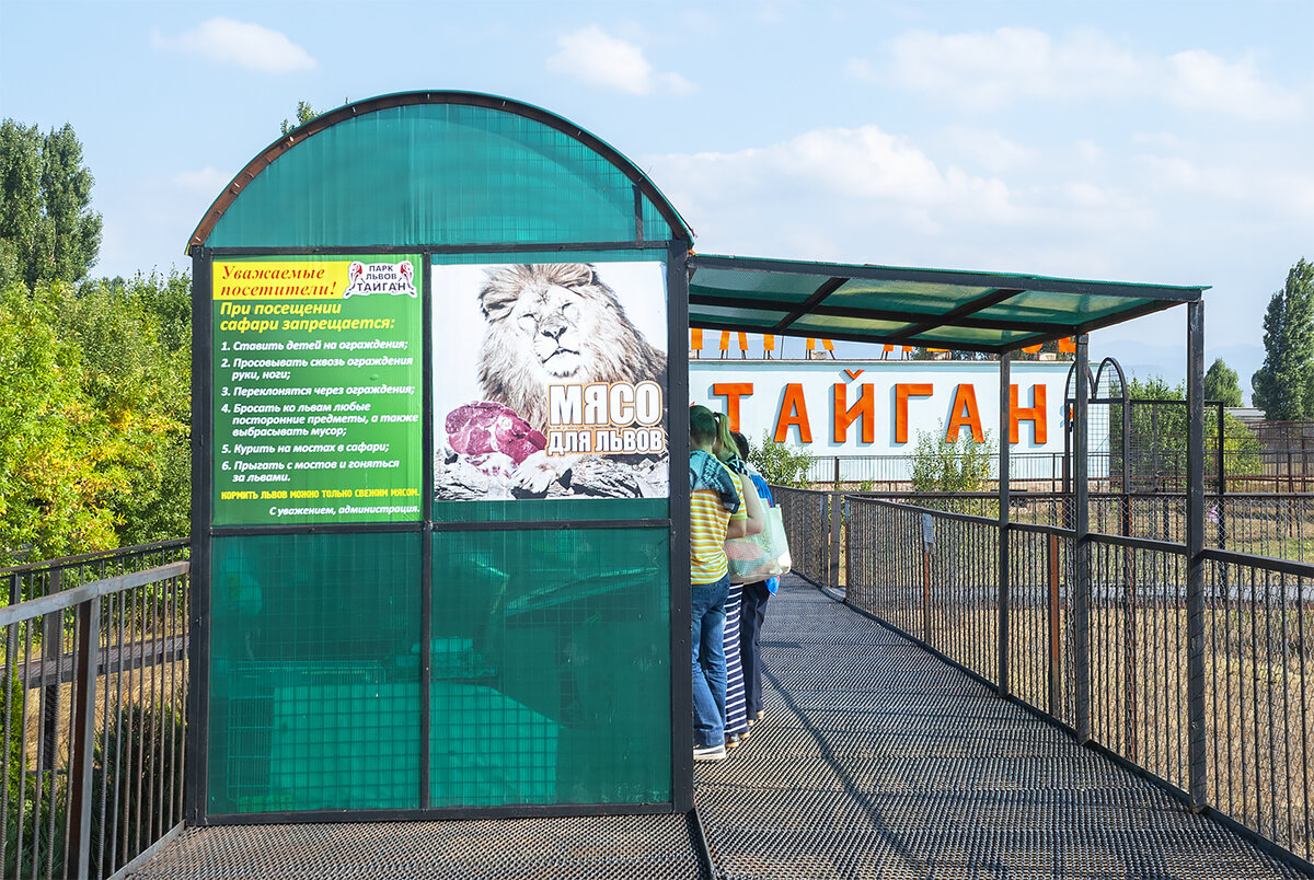 Татьяна тайган в парк. Парк тайган олег зубков. Купить игрушку с тайган парка. Статистика посещений парка тайган. Татьяна викторовна алексагина тайган.