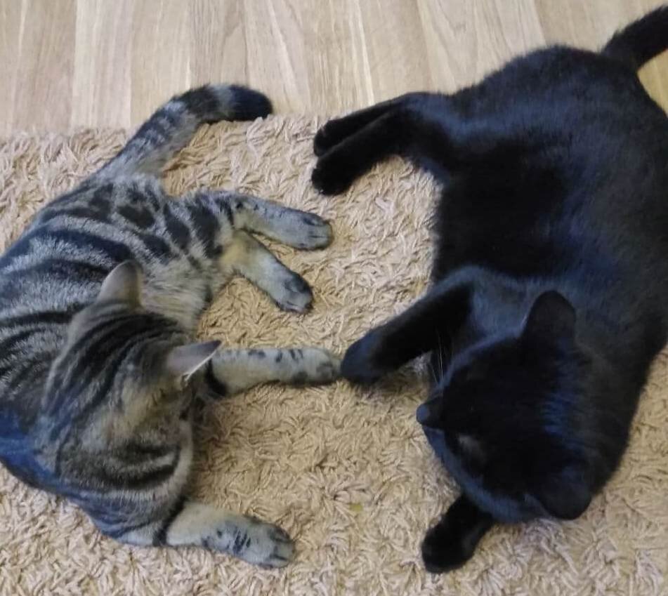 Мои питомцы: Плюшик и Кусик - братья по маме. Два года разница. Чёрный старше.